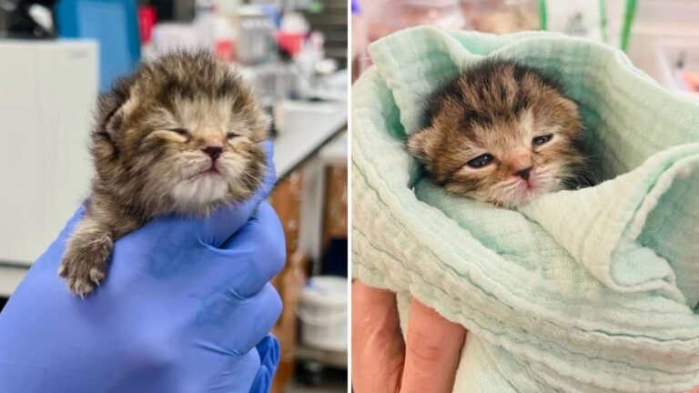 Massachusetts Shelter Takes In Fragile Kitten And Witnesses An Unbelievable Transformation