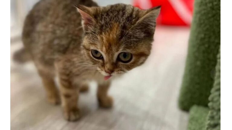 Kitten Rescued In Ohio Looks Like A Newborn, But Vet Exam Changes Everything