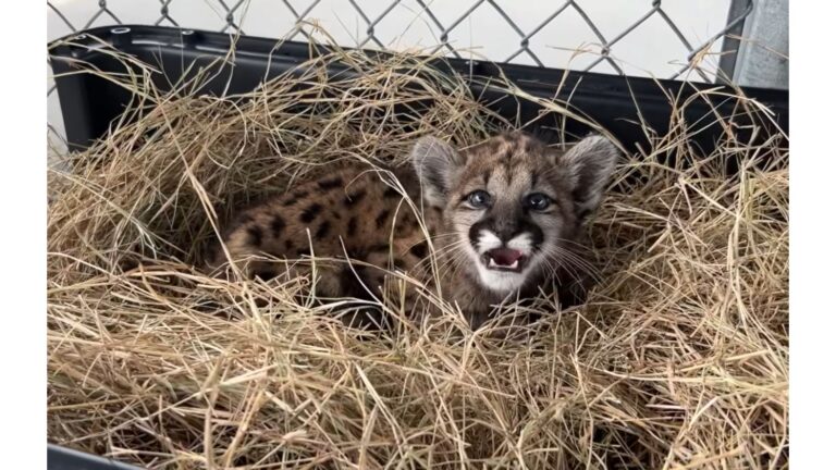 Fragile Panther Kitten Abandoned In A Den With Severe Parasites Gets Critical Rescue In Florida