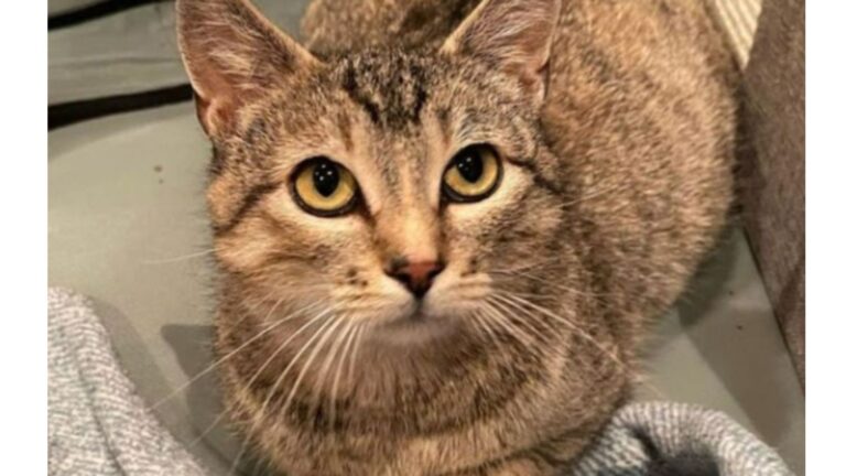 Semi-Feral Cat In Wisconsin Slowly Opens Her Heart To A Kind Human And Everything Changes