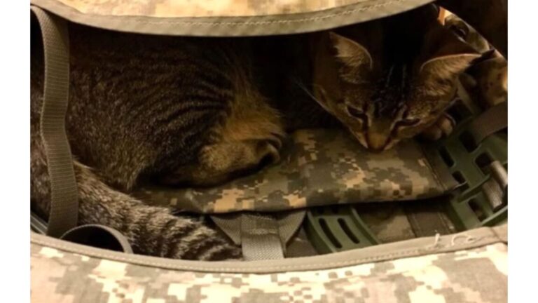 Tiny Stray Kitten Crosses Path With Maryland Soldier And Changes Her World
