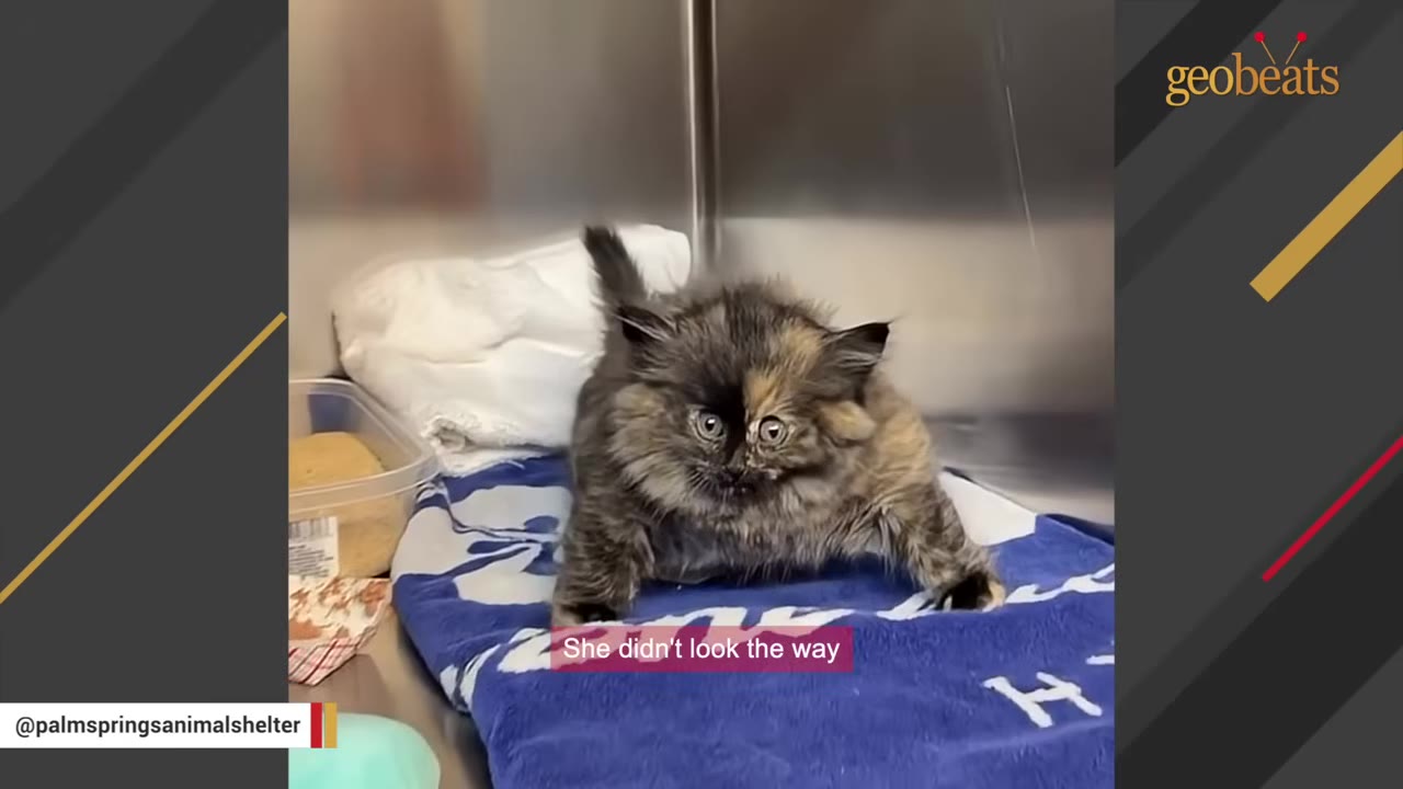 A fluffy, long-haired tortoiseshell kitten with wide, unusual eyes sits on a blue blanket inside a metal shelter enclosure.