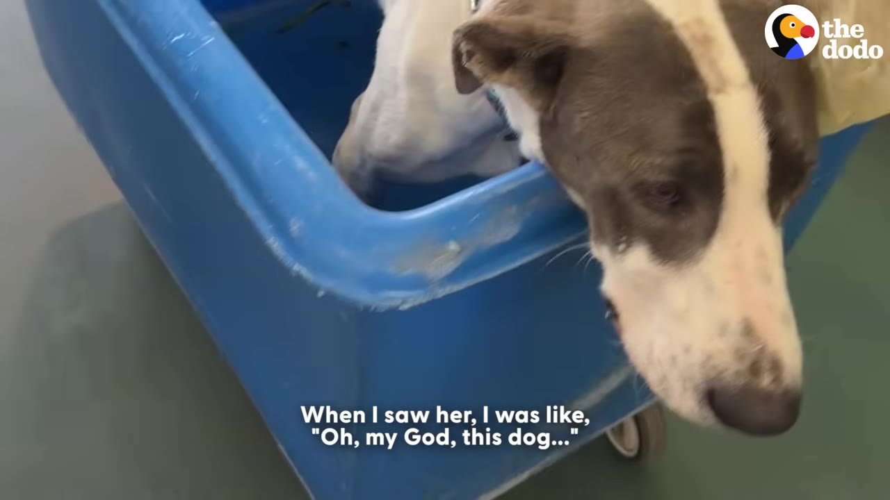 A close-up of a white and grey dog looking out from a blue plastic cart, with a subtitle that reads, 'When I saw her, I was like, "Oh, my God, this dog..."'
