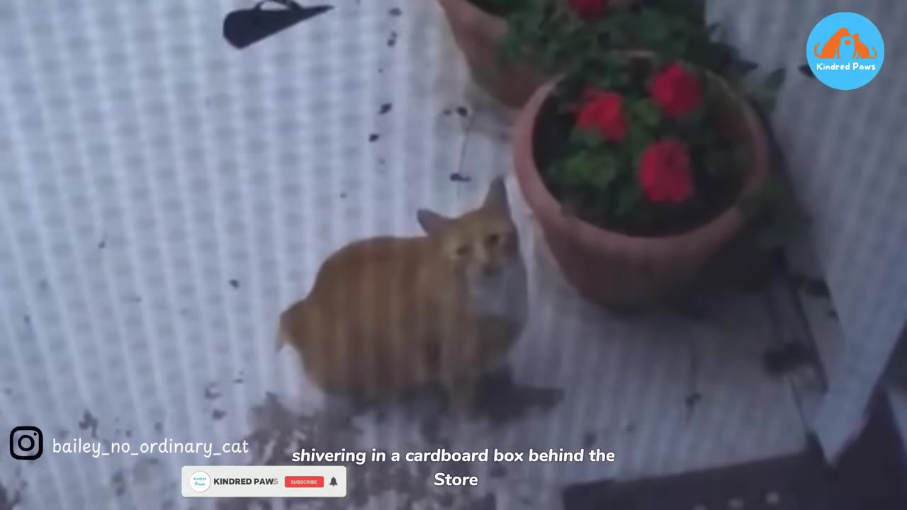 An orange cat looking up while sitting on a patterned surface next to a potted plant with red flowers.