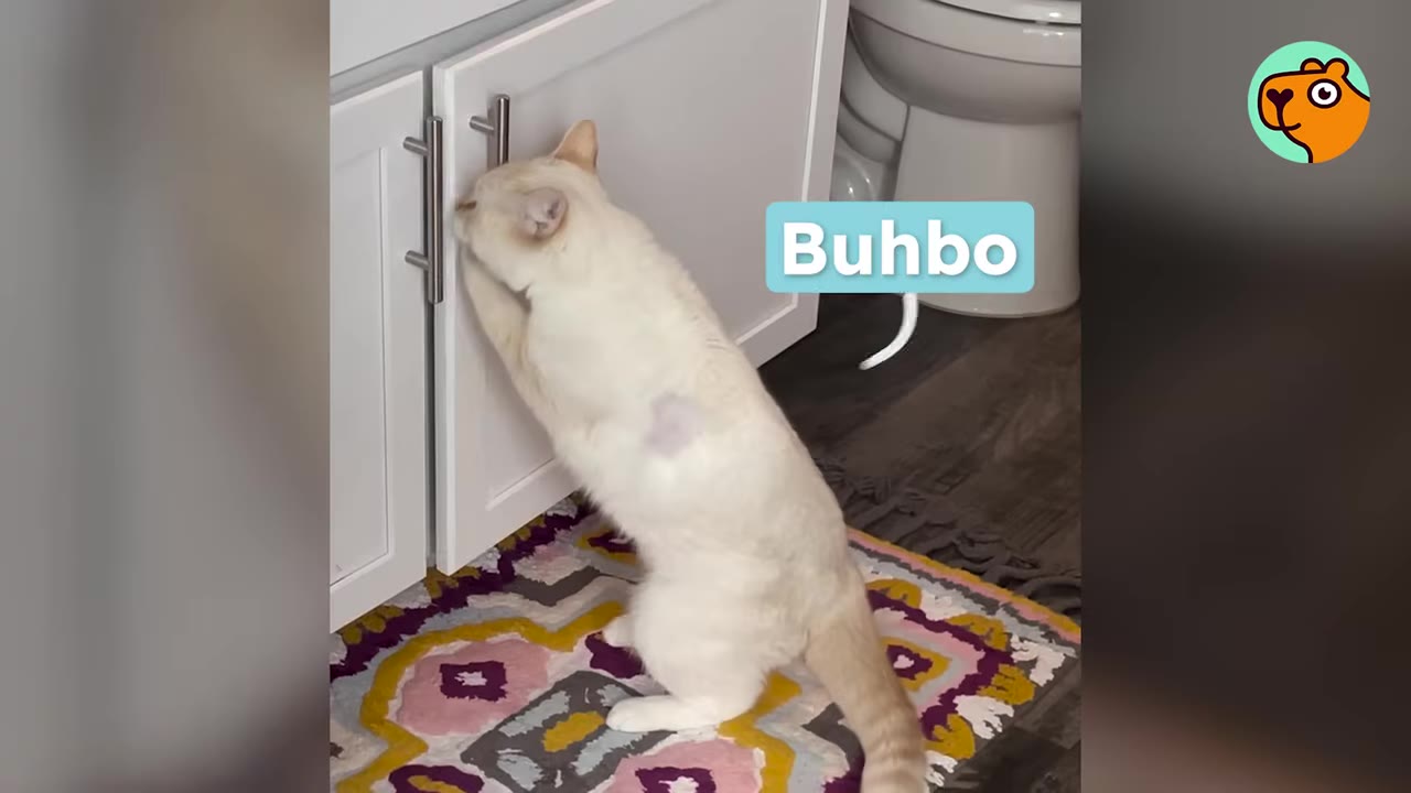 A light-colored cat named Buhbo stands on its hind legs, reaching up to open a white bathroom cabinet door.
