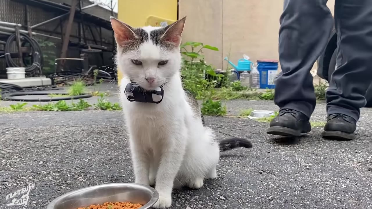 A white and grey cat wearing a black collar sits on an asphalt surface next to a metal bowl filled with kibble, with the legs of a person in grey work pants and boots standing nearby.