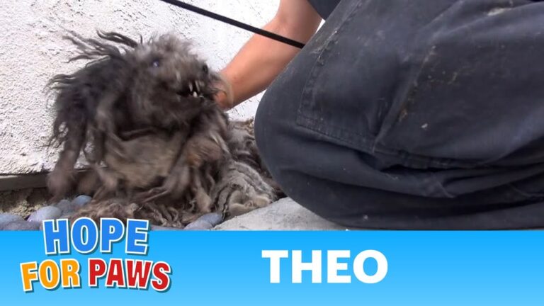 California Dog Was So Terrified He Lashed Out, But One Gentle Touch Changed Everything