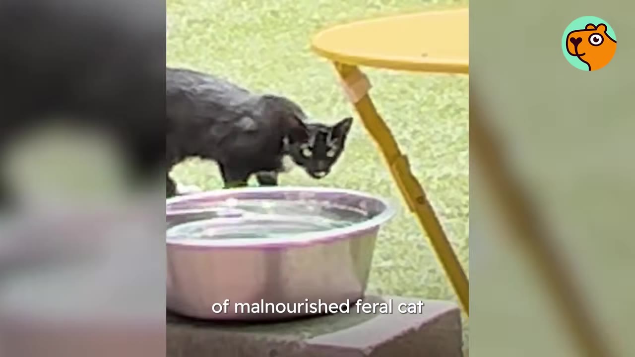 A thin, black feral cat with wide, cautious eyes looks toward the camera from behind a large metal water bowl in a grassy yard.