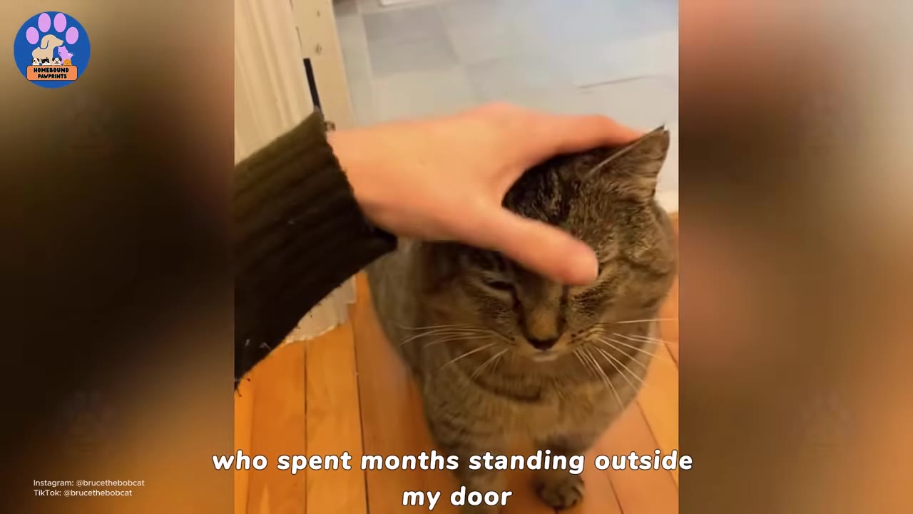 A hand gently pets a tabby cat on its head as it stands on a wooden floor.