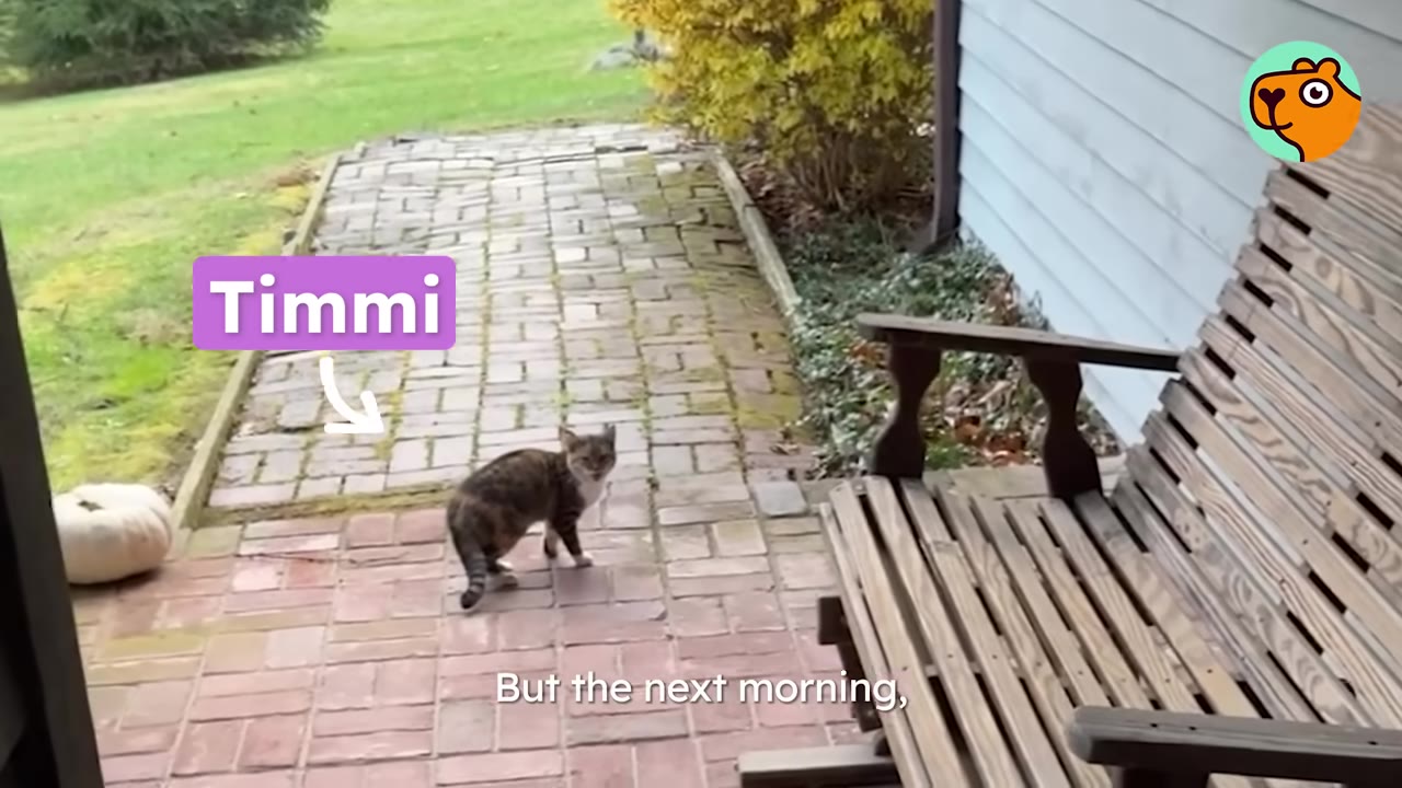 A small tabby cat named Timmi stands cautiously on a brick patio next to a wooden bench, looking back towards the camera.
