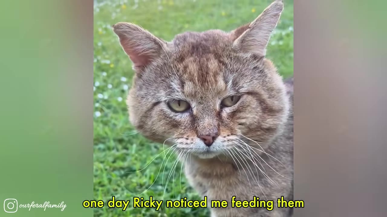 A close-up shot of a brown tabby cat with a cautious expression looking directly at the camera, with a green grassy background.