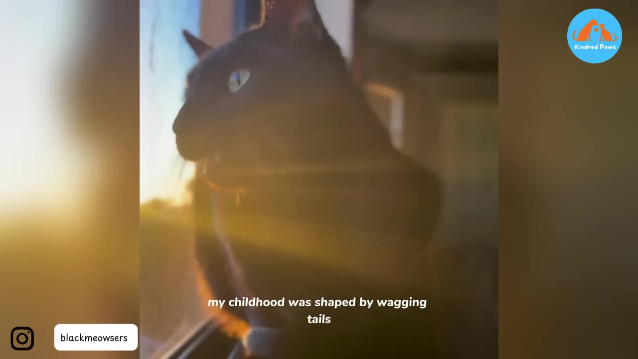 A close-up of a black cat looking out a window, illuminated by warm, golden sunlight.