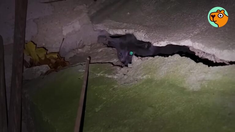 Kittens Trapped In A Freezing Construction Site In NY Get The Miracle They Deserve