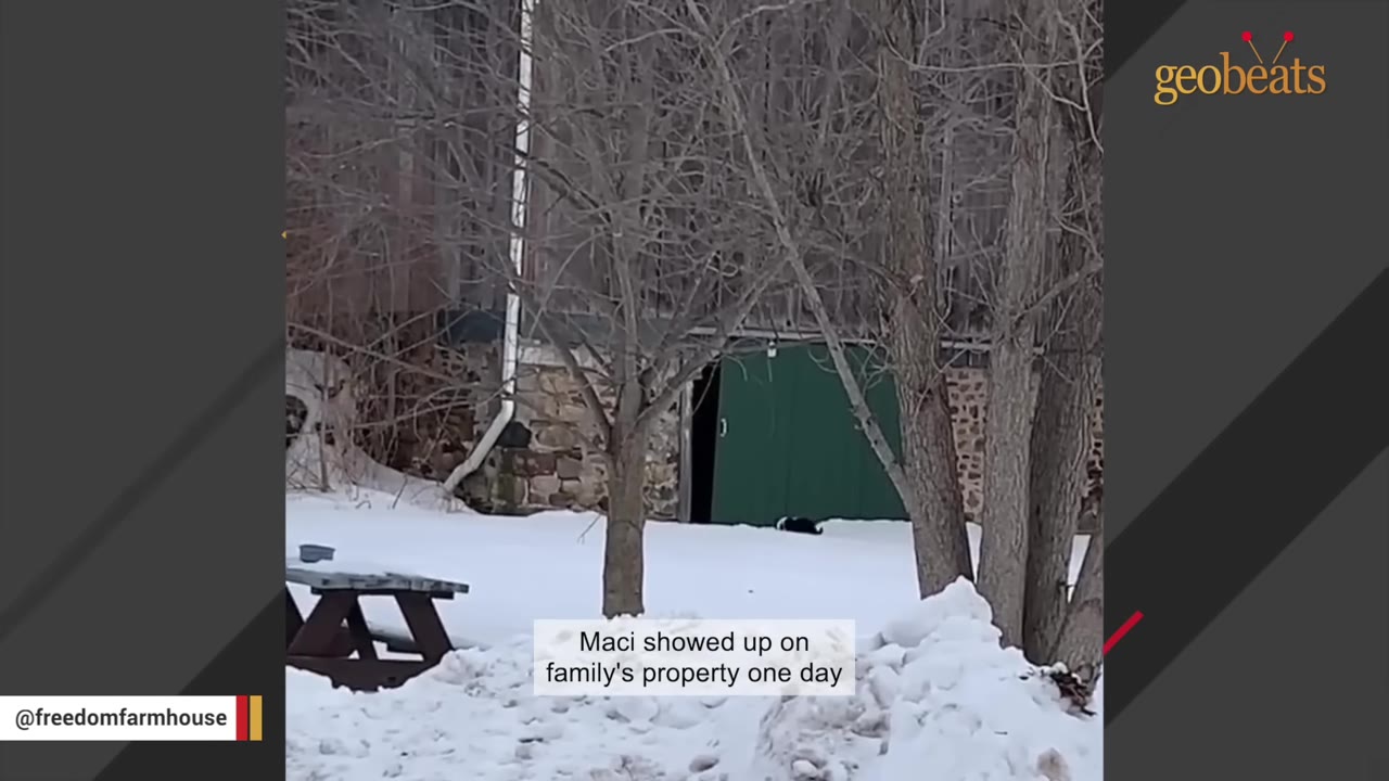 A black and white cat walks through deep snow near a green barn door on a winter day.