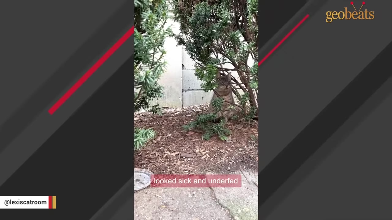 A grey tabby cat sits quietly under green bushes next to a concrete building wall.