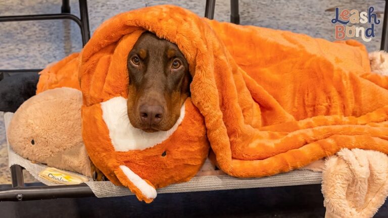 Washington Doberman Could Never Settle Down Until His Humans Gave Him A Blanket