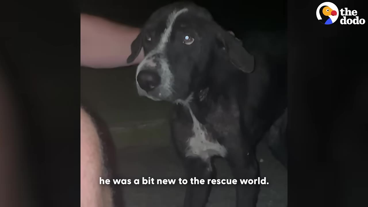 A frightened black and white dog looks up with wide, anxious eyes in the dark as a hand gently rests on its back.
