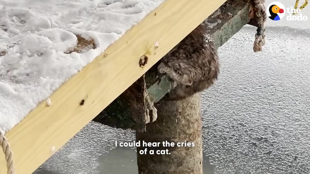 A fluffy brown cat clings to a wooden support post underneath a snow-covered pier over frozen water.
