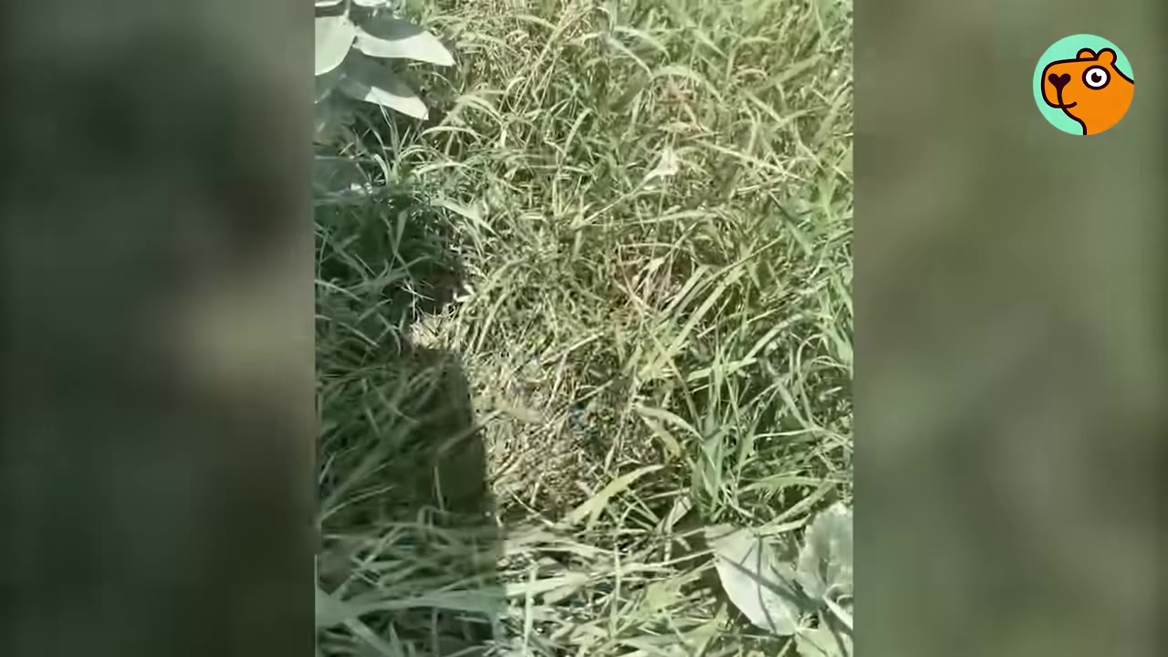 A first-person perspective looking down into tall, green and dry grass on the side of a road.