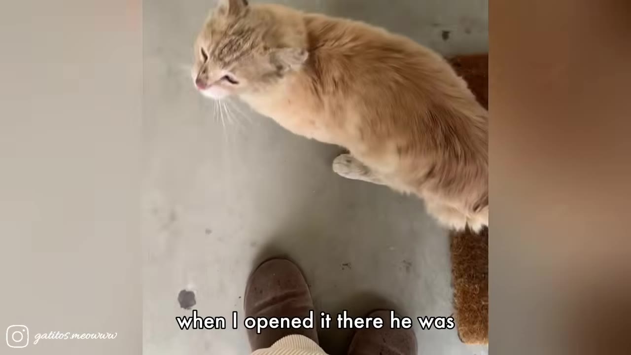 A high-angle shot of a wet, light orange cat standing on a concrete porch near a doormat and a person's feet, looking up.