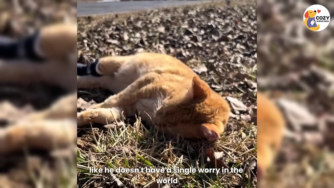 An orange cat lying on its side, relaxing in the grass and dry leaves under the sun.