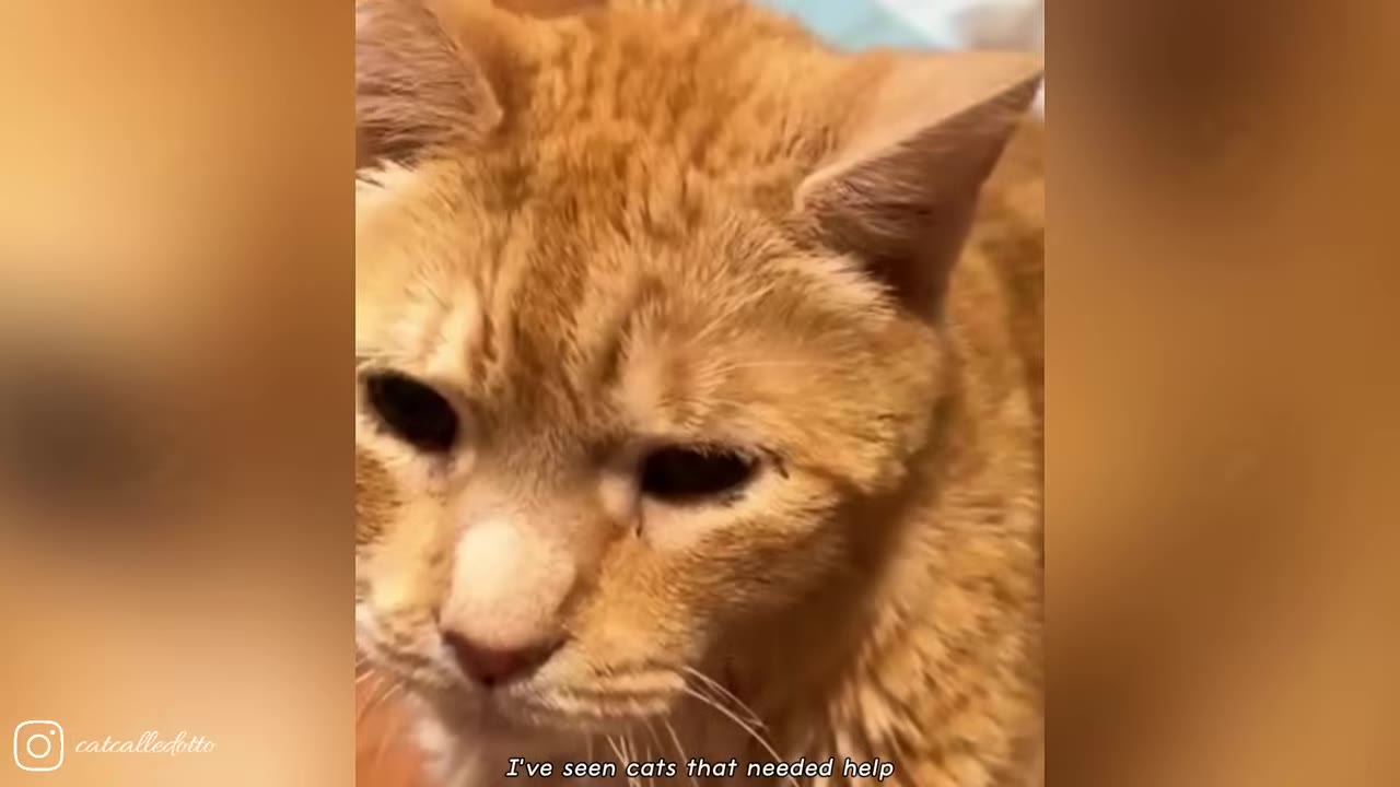 A close-up of an orange cat with a sad, downcast expression.