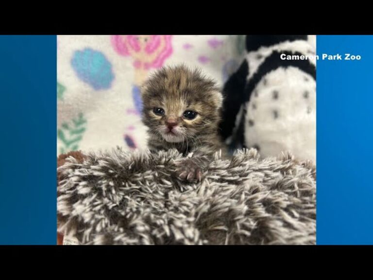 Texas Zoo Steps In For A Tiny Rejected Kitten Who Hides A Startling Secret Behind His Innocent Face