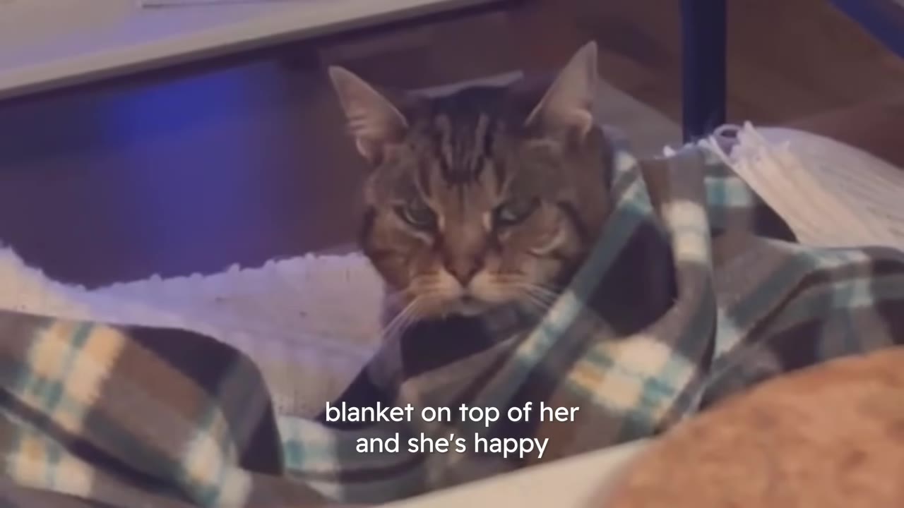 A brown tabby cat wrapped in a blue and white plaid blanket looks directly at the camera with a grumpy expression.