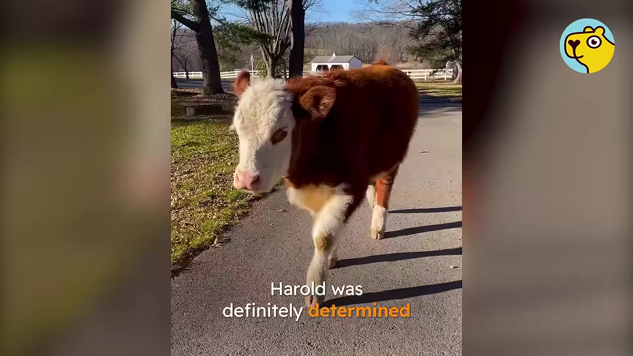 A young brown and white Hereford calf walks purposefully down a paved path on a sunny day.
