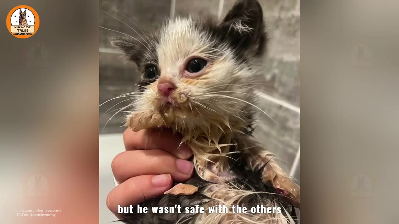 A close-up of a tiny, wet, and dirty black-and-white kitten with food residue around its mouth being held gently in a person's hand.