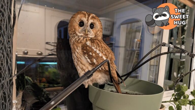 Georgia Woman Saves A Weak Fallen Owl And Finds The Most Unexpected Kitchen Companion