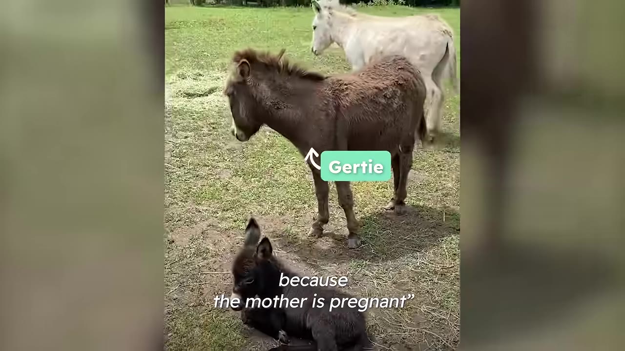 A brown donkey named Gertie standing in a grassy field with a small dark foal lying on the ground in front of her and a white donkey in the background.