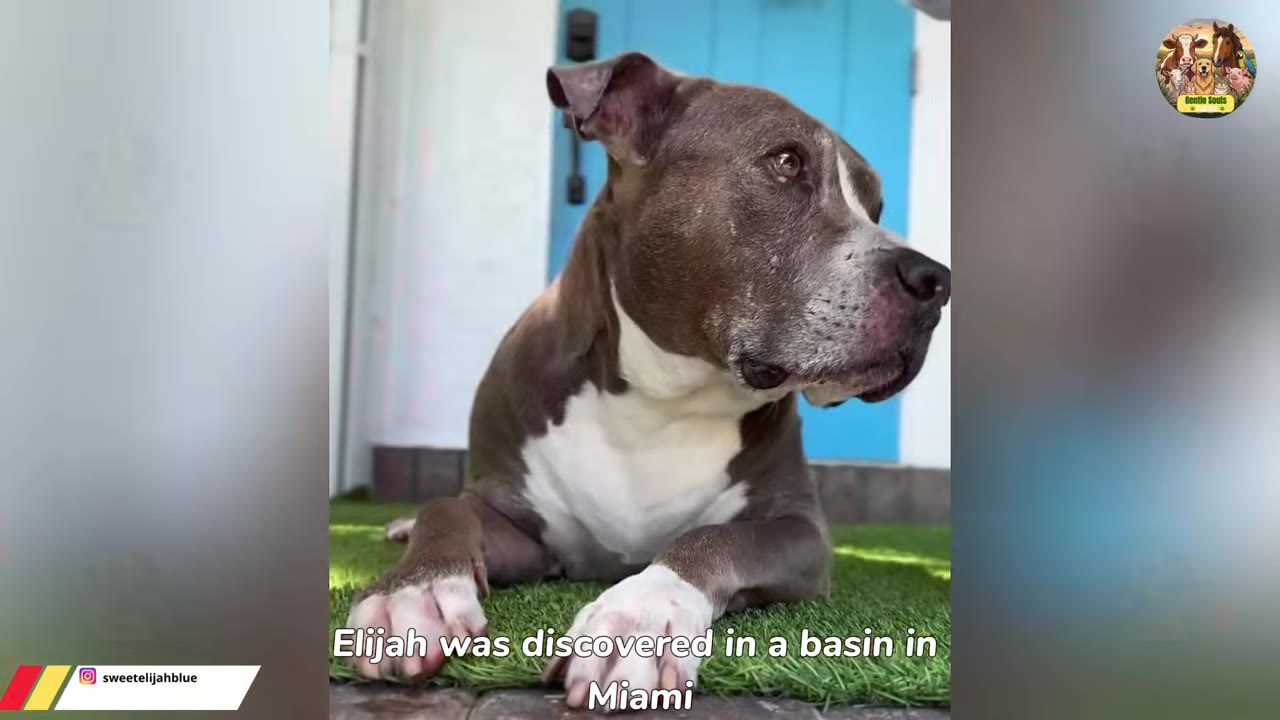 A gray and white pit bull mix lies on artificial green grass in front of a blue door, looking off to the side with a serious expression.