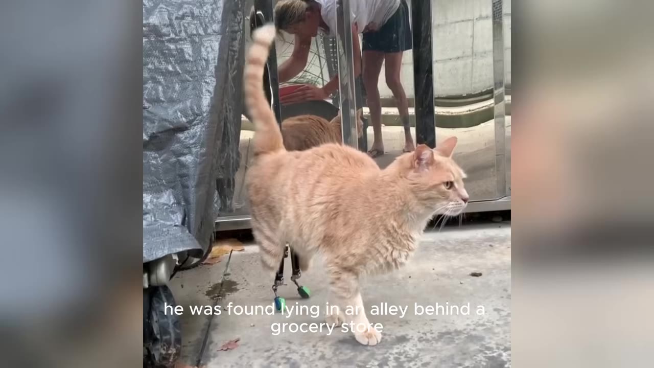 An orange tabby cat with prosthetic back legs stands outdoors on a concrete surface, with its tail raised.