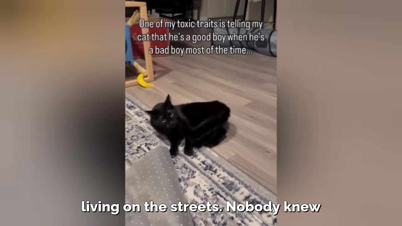 A black cat sits on a patterned rug on a wooden floor, looking up towards the camera.