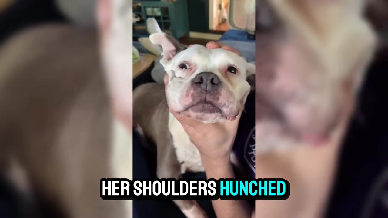 A close-up of a white and brown dog being gently cradled under the chin by a person's hand, with text overlay reading 'HER SHOULDERS HUNCHED'.