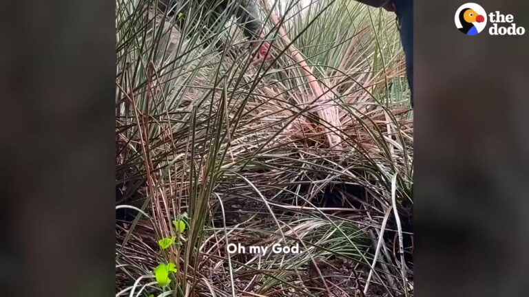 Men Hear Cries After A Hailstorm In LA And Cannot Believe What They Find In The Bushes