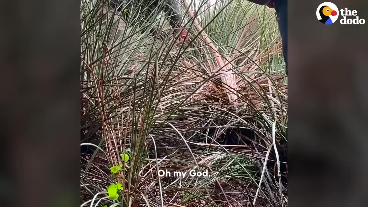 A person using a stick to part tall, thick green and brown grass bushes to search the ground.