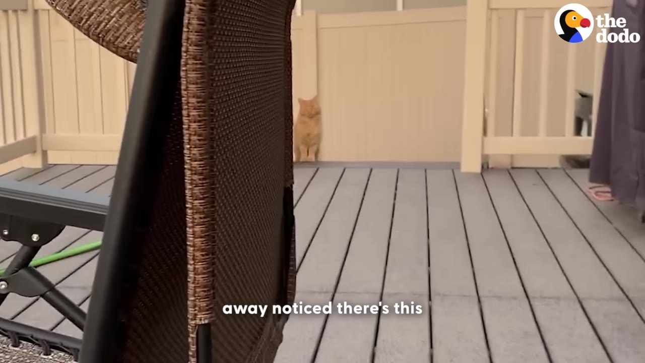 An orange cat sitting at a distance on a grey wooden deck, viewed from behind a brown patio chair.