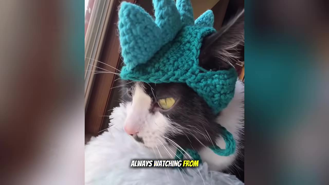 A black and white cat wearing a green knitted dinosaur-style hat looks out a window.