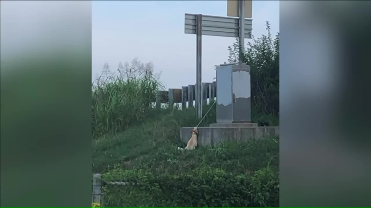 A small light-colored dog is tied with a leash to a metal utility box on a grassy hill next to a roadway.