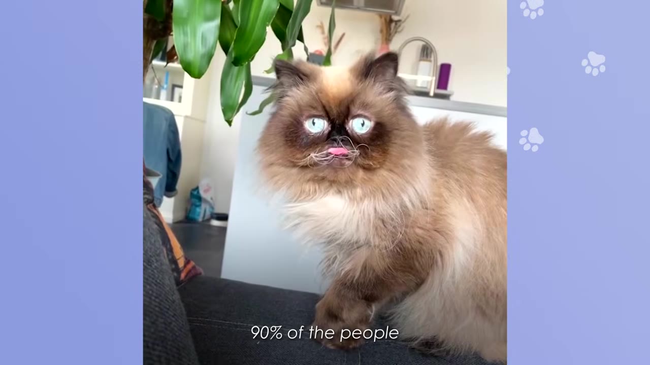 A fluffy brown and cream Persian cat with striking blue eyes and a tiny pink tongue sticking out looks directly at the camera.