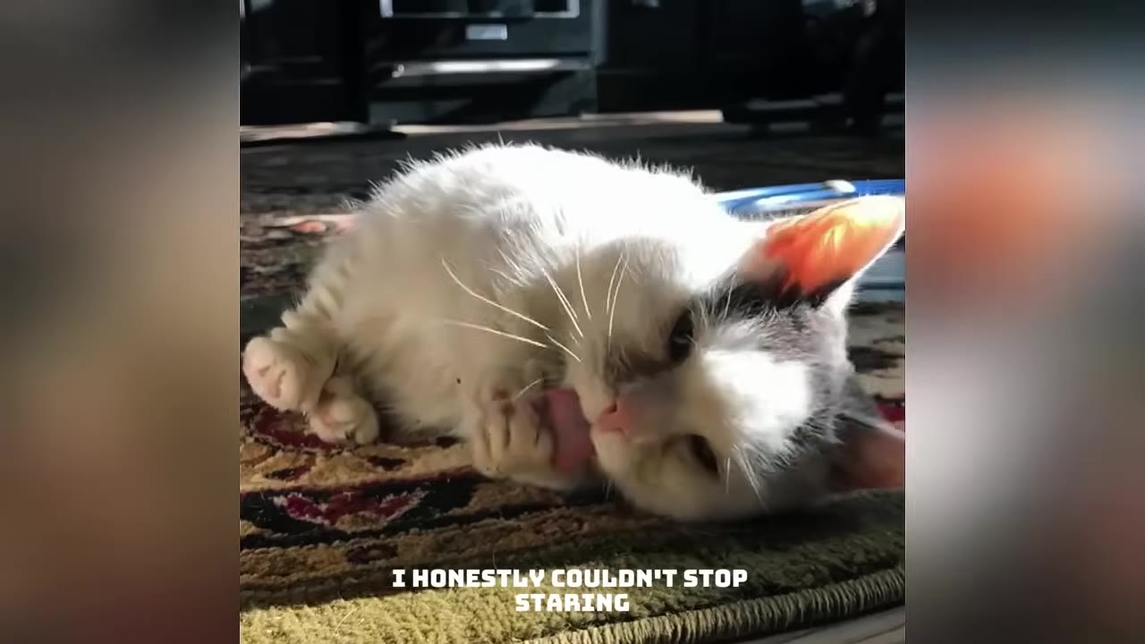 A fluffy white and grey kitten lying on a patterned rug, licking its paw, with text overlay reading 'I HONESTLY COULDN'T STOP STARING'.