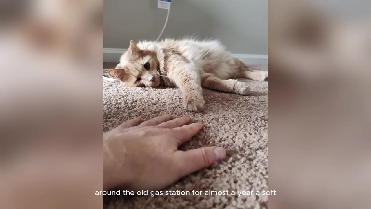A fluffy, cream-colored cat lies on a beige carpet, looking towards a human hand reaching out to pet it.