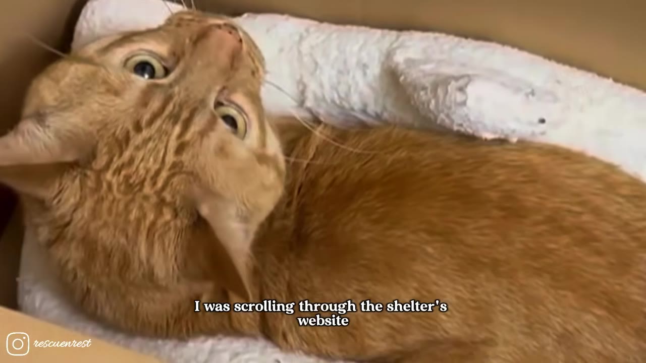 A close-up of an orange tabby cat lying down, looking up with wide, curious eyes.