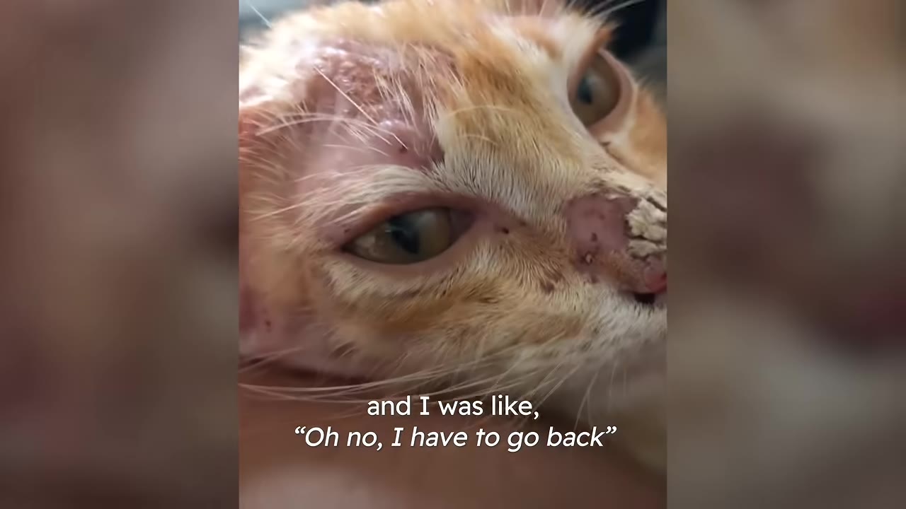 A close-up shot of a small ginger kitten with scabs on its nose and forehead, looking directly at the camera.