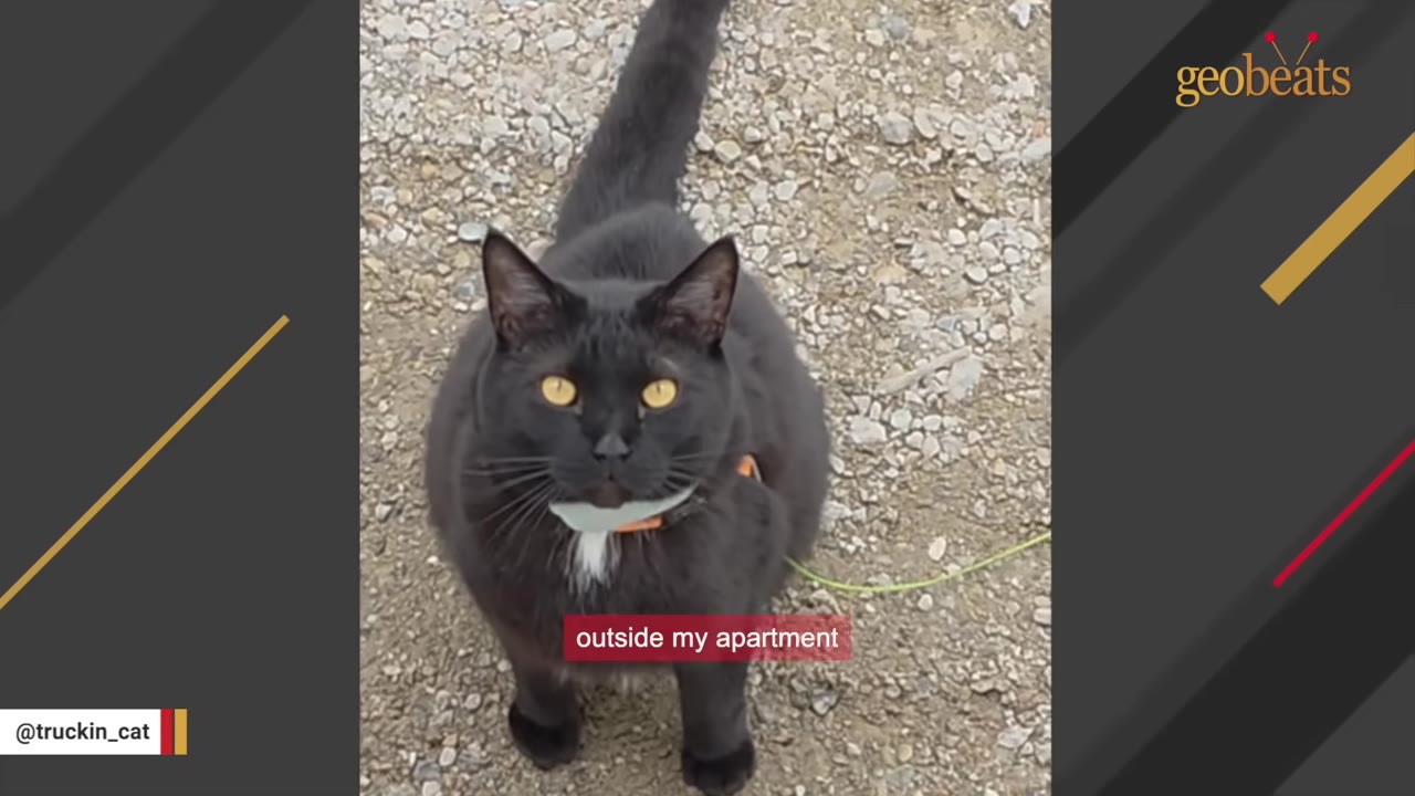 A black cat with yellow eyes looking up from a gravel ground outside.