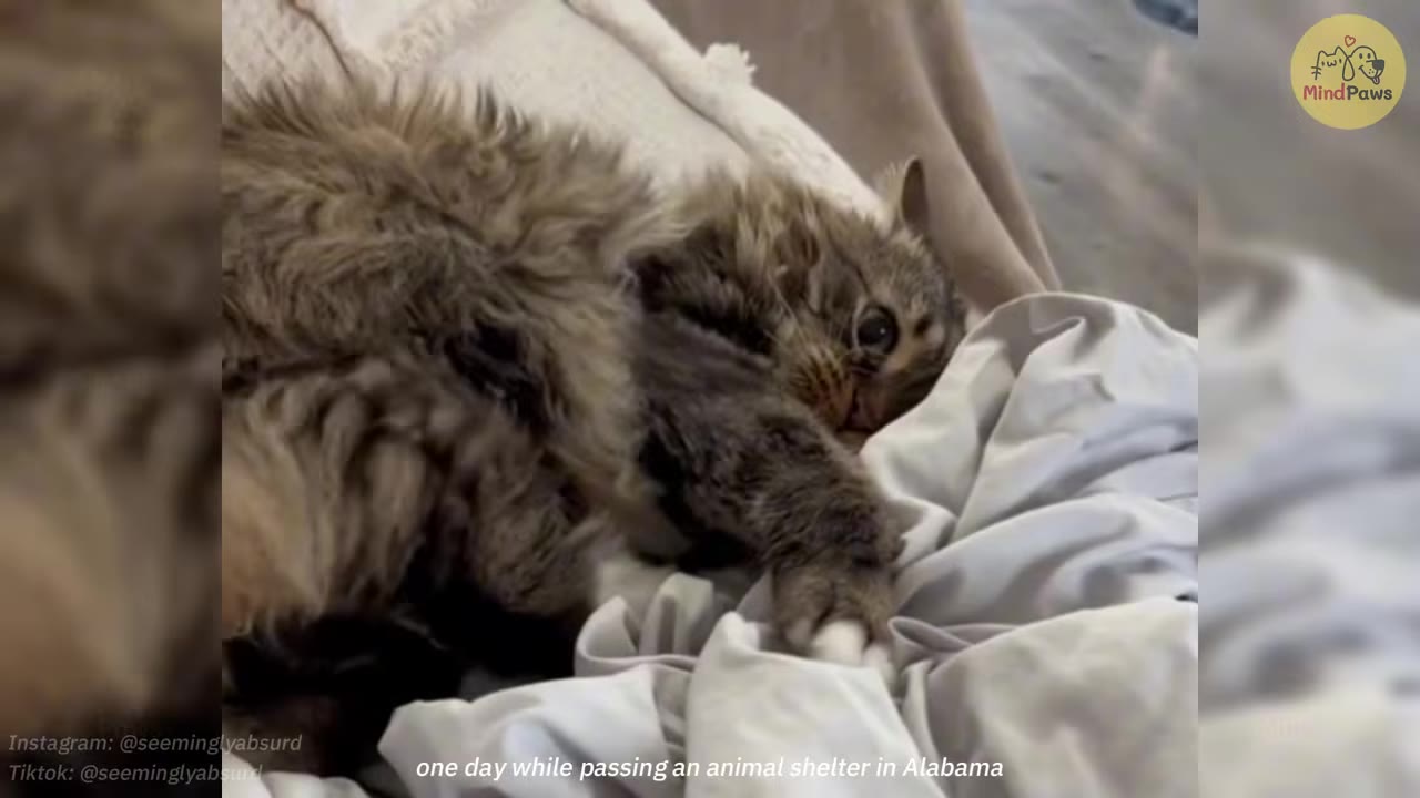 A fluffy, long-haired brown tabby cat lies on a soft white blanket, looking towards the camera.