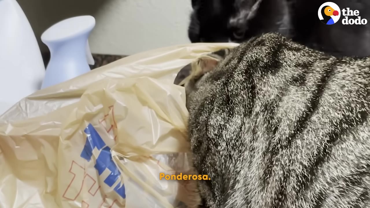 A tabby cat investigates a plastic grocery bag on a counter.