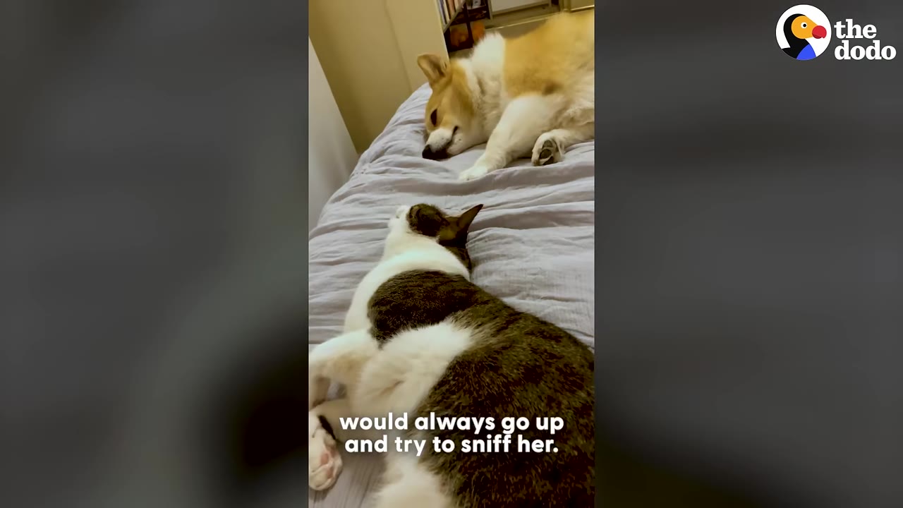A brown and white cat lies on a grey bed, looking up at a fluffy orange and white corgi lying nearby.